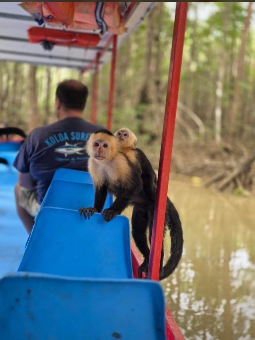 Capuchin monkey, Costa Rica