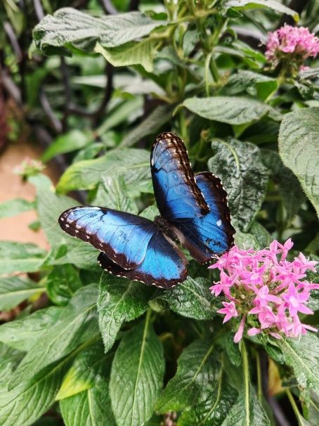 Blue morpho butterfly