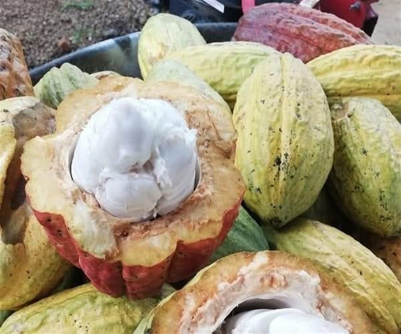 Fresh cacao pods for the Coffee & Chocolate tour, La Fortuna